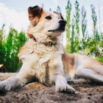 Odszkodowanie za pogryzienie przez psa w gospodarstwie rolnym
